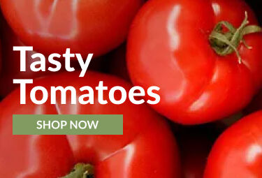 Pre Order Strawberries